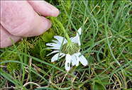 Hálshvít baldursbrá / Tripleurospermum maritimum subsp. subpolare