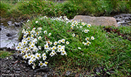 Hálshvít baldursbrá / Tripleurospermum maritimum subsp. subpolare