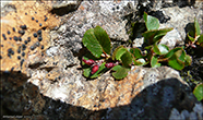 Urtaplur / Salix herbacea