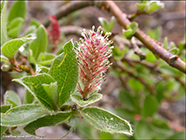 Arktiskur pílur / Salix arctica (Pallas)