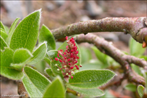 Arktiskur pílur / Salix arctica (Pallas)