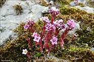 Sanddeyda / Sedum villosum