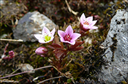 Sanddeyda / Sedum villosum