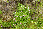 Fjalladnurt / Epilobium montanum L.