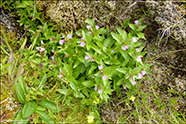 Fjalladnurt / Epilobium montanum L.