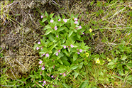 Fjalladnurt / Epilobium montanum L.