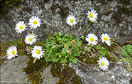 Stugtblmandi summardi / Bellis perennis (L.)