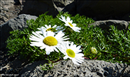 Hálshvít baldursbrá / Tripleurospermum maritimum subsp. subpolare