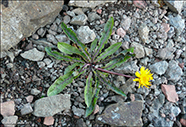 Vrhagaslja / Taraxacum sp.