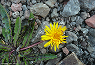 Vrhagaslja / Taraxacum sp.