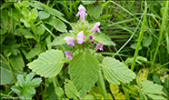 Galeopsis bifida Boenn. ?