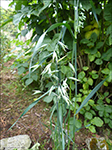 Mathavri / Avena sativa L.