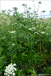 Daucus carota