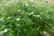 Daucus carota