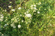 Daucus carota