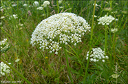 Daucus carota