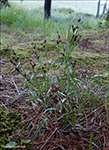 Tttblmt ryski / Luzula campestris (L.) DC.)