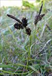 Fjallastr (Carex bigelowii, Torrey ex Schweinitz) (C. rigida, Good)