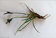 Fjallastr (Carex bigelowii, Torrey ex Schweinitz) (C. rigida, Good)