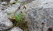 Aksaryski / Luzula spicata (L.) DC.)