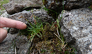 Aksaryski / Luzula spicata (L.) DC.)