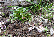 Klettaskriublma / Cardaminopsis petraea