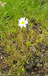 Anthemis sp.