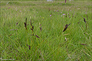 Graskend str / Carex nigra L. (Reich.)
