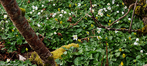 Anemone nemorosa & Kirkjubslja Ranunculus ficaria