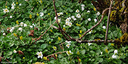 Anemone nemorosa & Kirkjubslja Ranunculus ficaria
