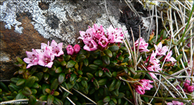 Seyðamergur / Loiseleuria procumbens (L.) Desv.