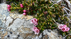 Seyðamergur / Loiseleuria procumbens (L.) Desv.