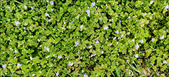 Tráðbládepla / Veronica filiformis