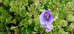 Tráðbládepla / Veronica filiformis