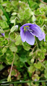 Tráðbládepla / Veronica filiformis