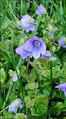 Tráðbládepla / Veronica filiformis