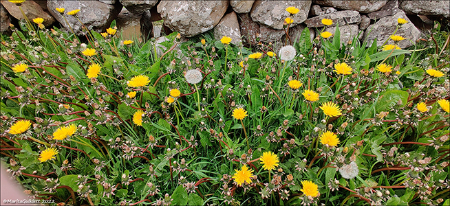 Vrhagaslja / Taraxacum vulgare (L.)