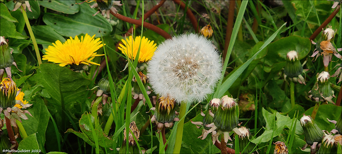 Vrhagaslja / Taraxacum vulgare (L.)