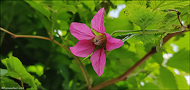 DK Laksebr / Rubus spectabilis