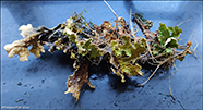 Lungaskn / Lobaria pulmonaria 