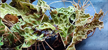 Lungaskn / Lobaria pulmonaria 