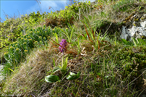 Kalmansbørkubóndi / Orchis mascula (L.) 