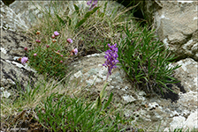 Kalmansbørkubóndi / Orchis mascula (L.) 