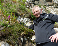 Kalmansbørkubóndi / Orchis mascula (L.) 