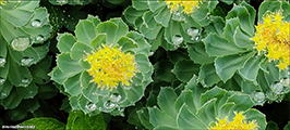 Rsuhjlpirt / Rhodiola rosea L.