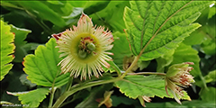 DK Laksebr / Rubus spectabilis