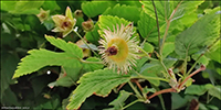 DK Laksebr / Rubus spectabilis