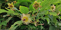 DK Laksebr / Rubus spectabilis
