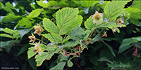 DK Laksebr / Rubus spectabilis