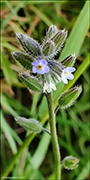 Mislitt hoyls / Myosotis discolor subsp. dubia (Arrond.) Blaise